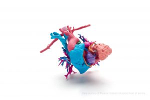 SMALL - IMAGE 4_3D Printed Full Color Heart_Credits Needed_Phoenix Childrens Hospital_HP Jet Fusion