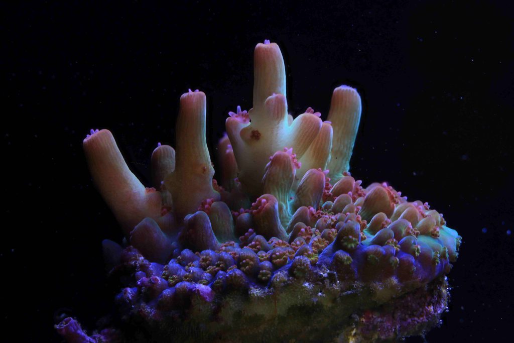 coral-spawning-lab