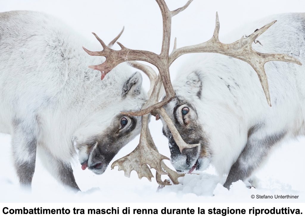 Una finestra sull’Artico-Epson